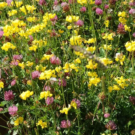 Alpenappartement Europa * 蒂罗的圣约翰