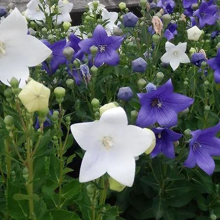 Alpenappartement Europa 公寓 蒂罗的圣约翰